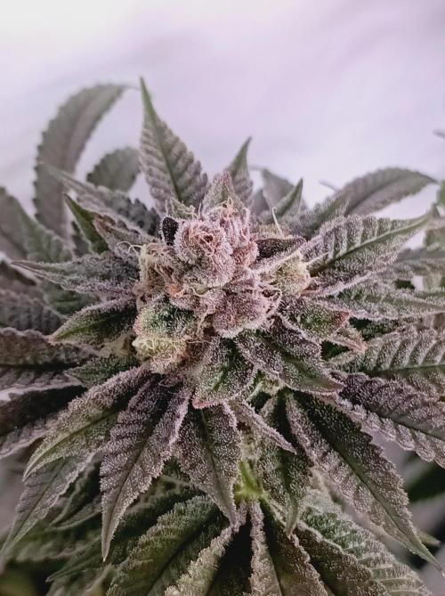 Blueberry Cane. Week 16