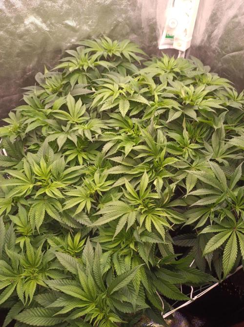 Super Boof 🍒🍪GC. Week 7