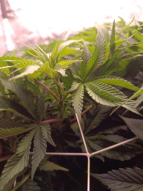 Super Boof 🍒🍪GC. Week 7