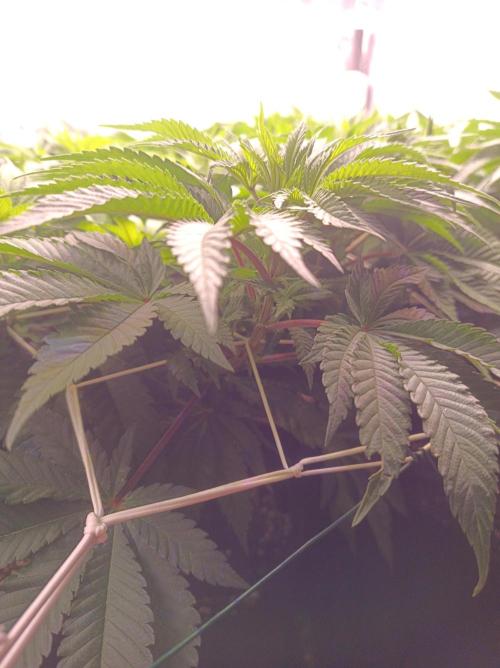 Super Boof 🍒🍪GC. Week 7
