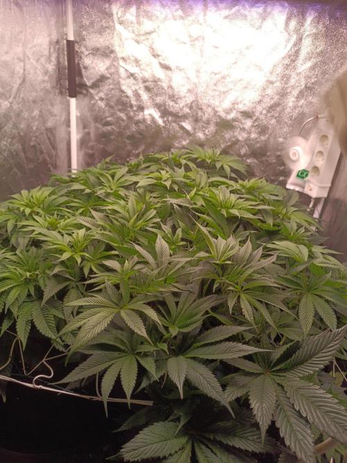 Super Boof 🍒🍪GC. Week 7