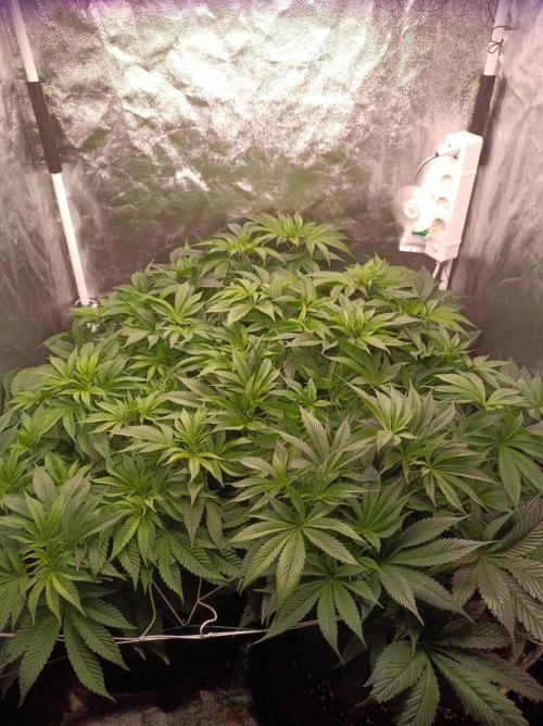 Super Boof 🍒🍪GC. Week 7