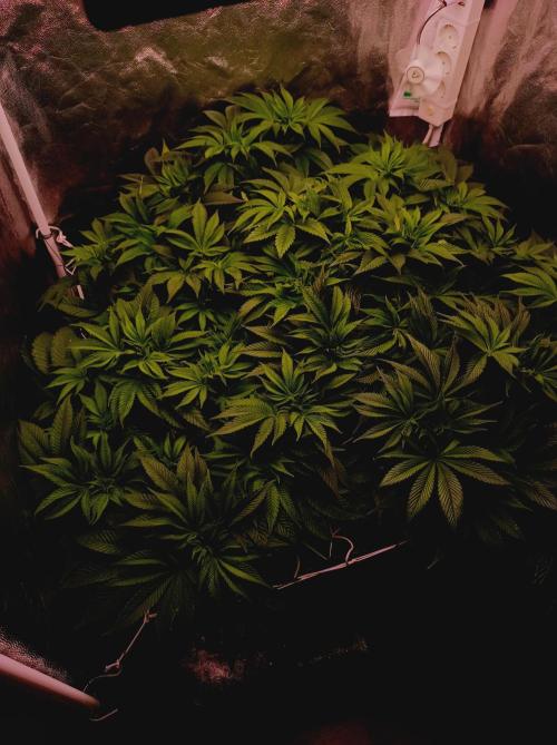Super Boof 🍒🍪GC. Week 7