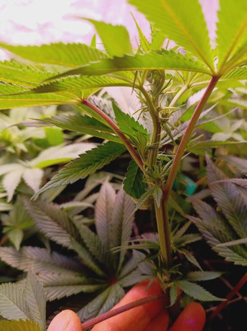 Super Boof 🍒🍪GC. Week 9