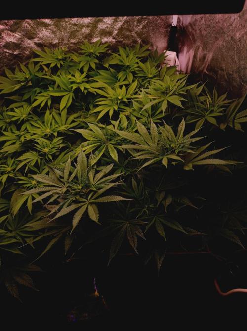Super Boof 🍒🍪GC. Week 9