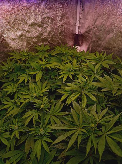 Super Boof 🍒🍪GC. Week 9