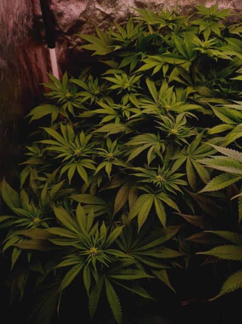 Super Boof 🍒🍪GC. Week 9
