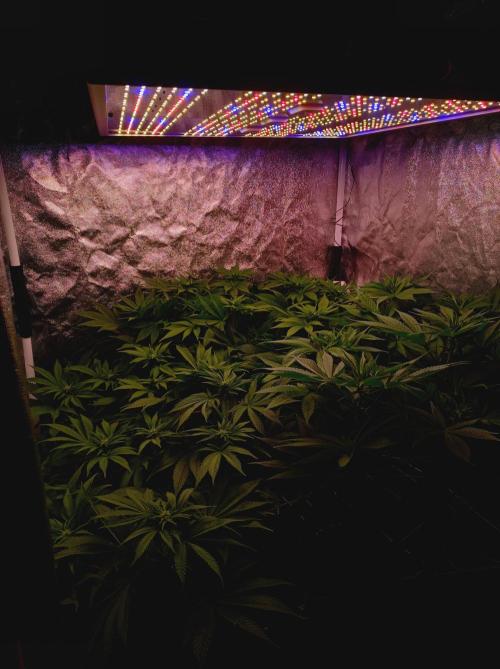 Super Boof 🍒🍪GC. Week 9