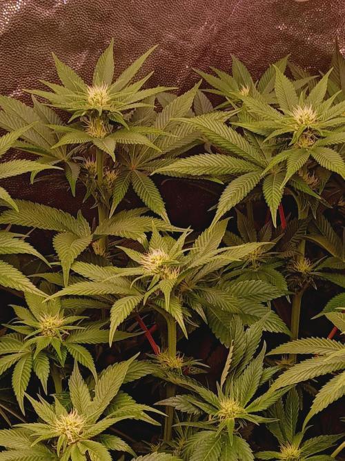 Super Boof 🍒🍪GC. Week 10