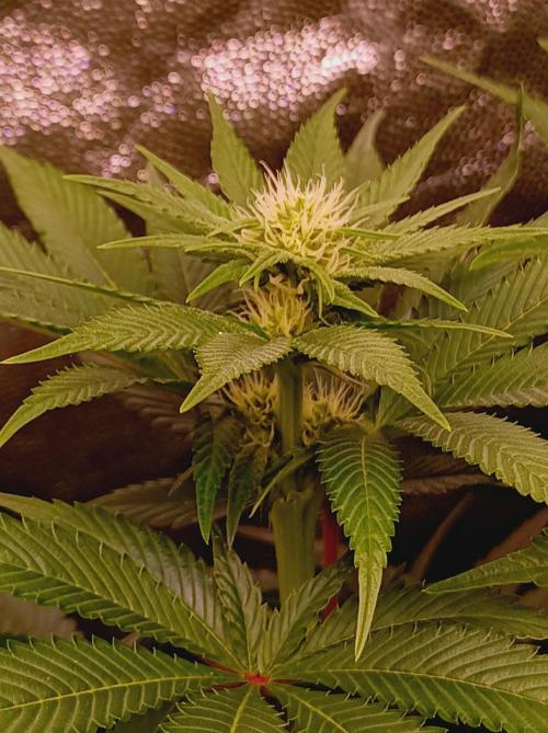 Super Boof 🍒🍪GC. Week 10