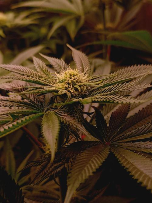 Super Boof 🍒🍪GC. Week 10
