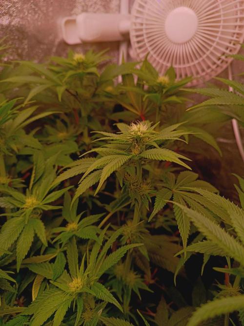 Super Boof 🍒🍪GC. Week 10