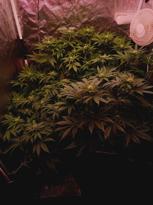 Super Boof 🍒🍪GC. Week 10