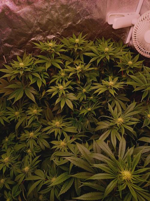 Super Boof 🍒🍪GC. Week 10