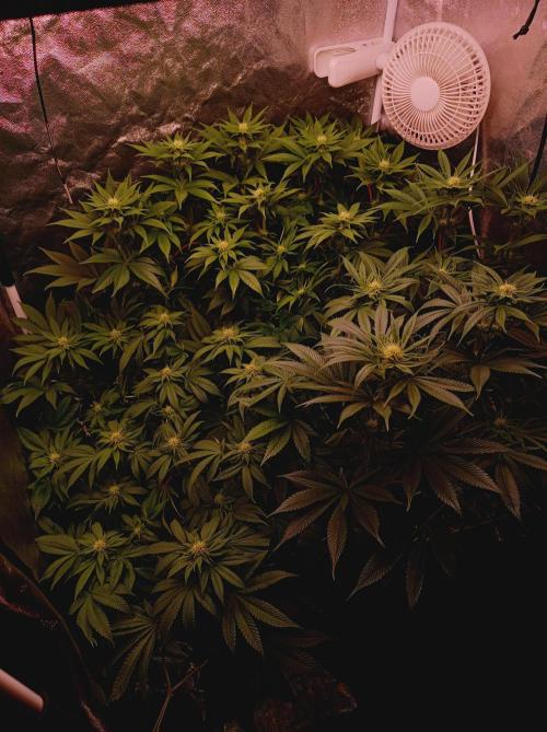 Super Boof 🍒🍪GC. Week 10