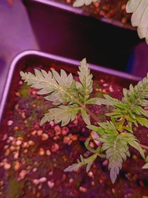 Frosty's Auto Freak Khalifan Contest. Week 2