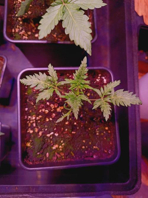 Frosty's Auto Freak Khalifan Contest. Week 2