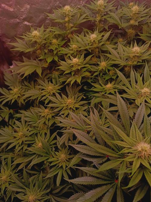 Super Boof 🍒🍪GC. Week 11
