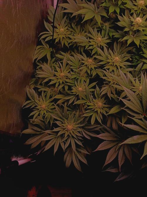 Super Boof 🍒🍪GC. Week 11