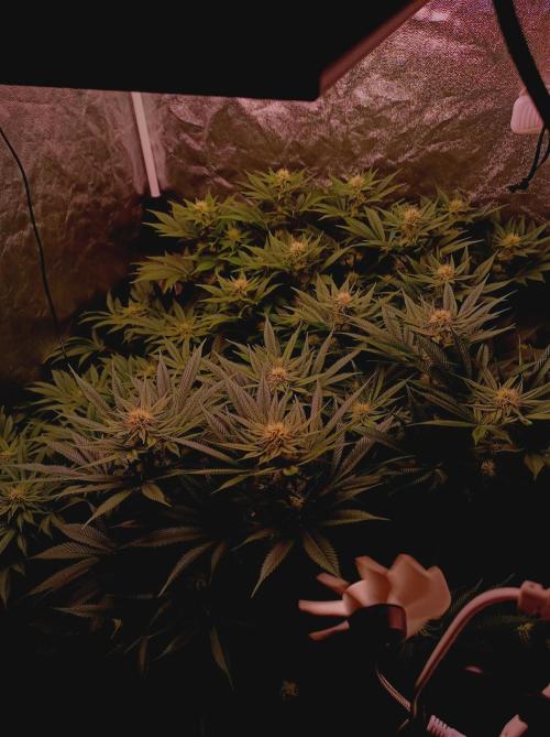 Super Boof 🍒🍪GC. Week 11