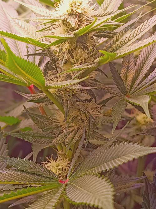 Super Boof 🍒🍪GC. Week 11