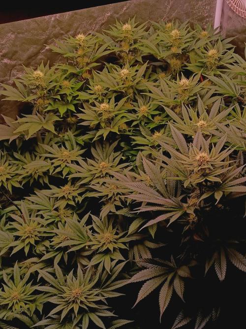 Super Boof 🍒🍪GC. Week 11