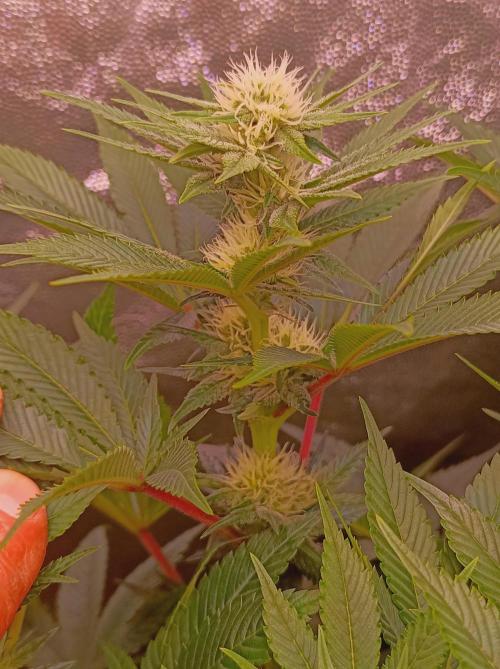 Super Boof 🍒🍪GC. Week 11