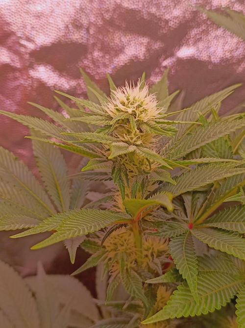 Super Boof 🍒🍪GC. Week 11