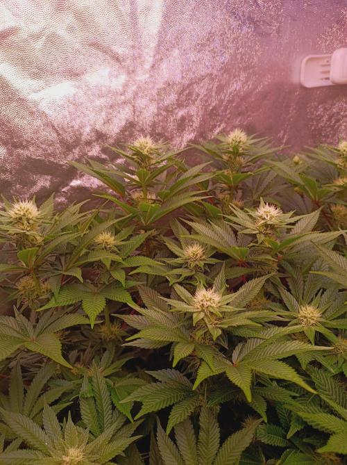 Super Boof 🍒🍪GC. Week 11