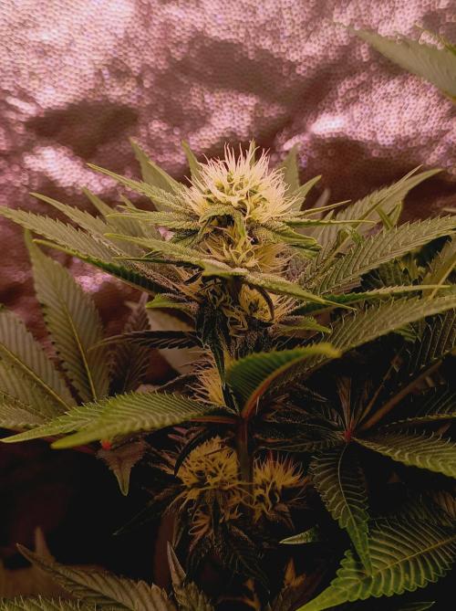 Super Boof 🍒🍪GC. Week 11
