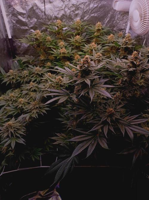 Super Boof 🍒🍪GC. Week 13