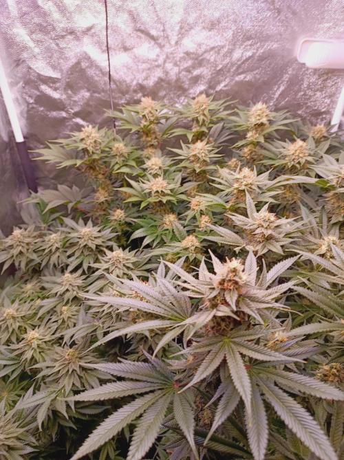 Super Boof 🍒🍪GC. Week 13