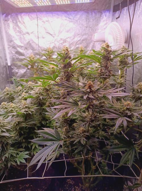 Super Boof 🍒🍪GC. Week 13