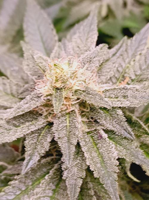 Super Boof 🍒🍪GC. Week 13