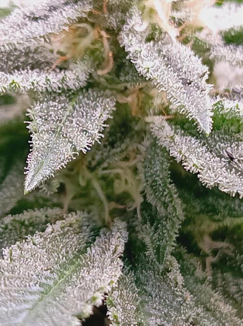Super Boof 🍒🍪GC. Week 13