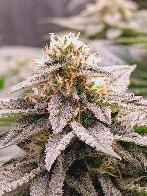 Super Boof 🍒🍪GC. Week 13