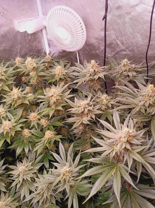 Super Boof 🍒🍪GC. Week 13