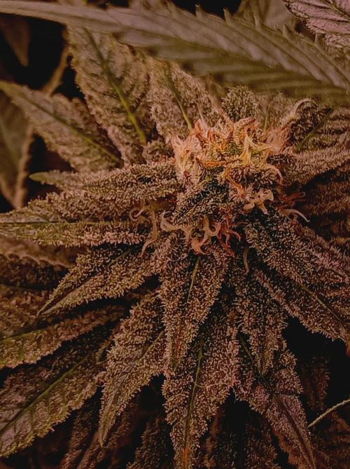 Super Boof 🍒🍪GC. Week 13