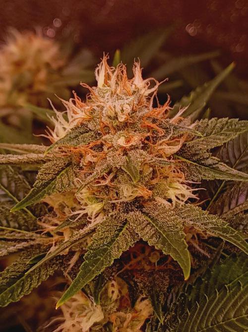 Super Boof 🍒🍪GC. Week 13
