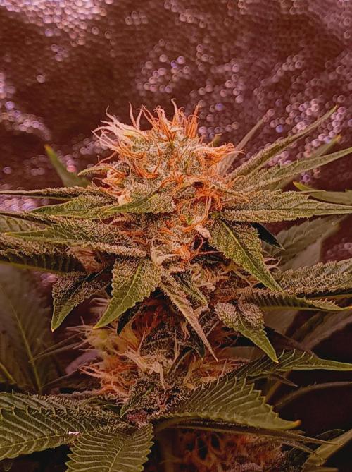 Super Boof 🍒🍪GC. Week 13