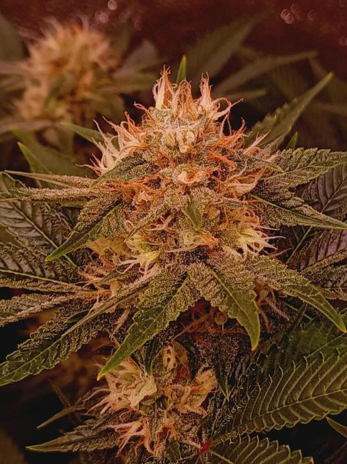 Super Boof 🍒🍪GC. Week 13