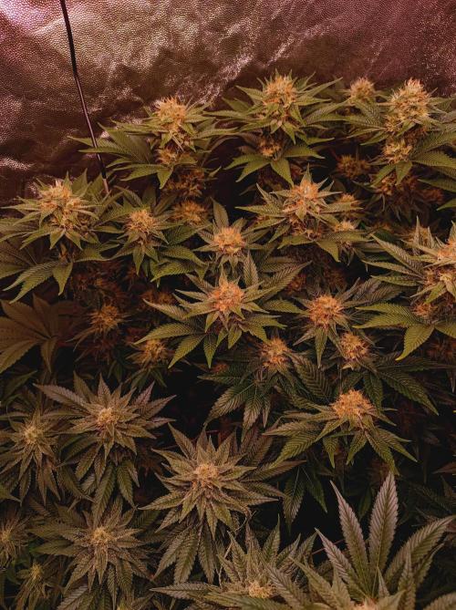 Super Boof 🍒🍪GC. Week 13