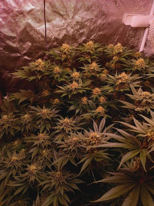 Super Boof 🍒🍪GC. Week 13