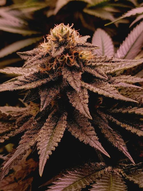 Super Boof 🍒🍪GC. Week 13