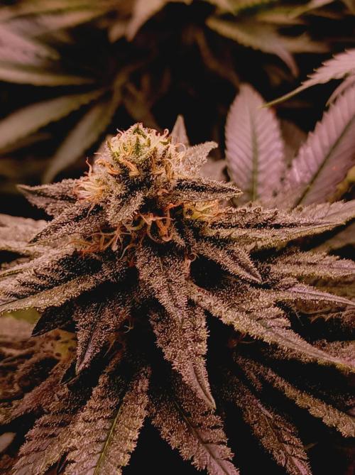 Super Boof 🍒🍪GC. Week 13