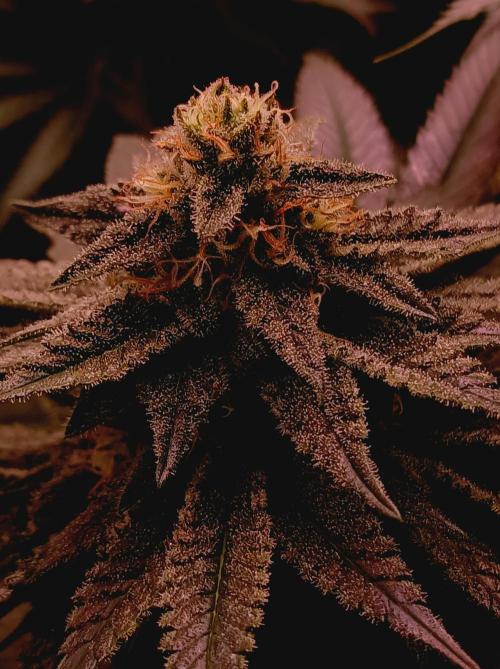 Super Boof 🍒🍪GC. Week 13