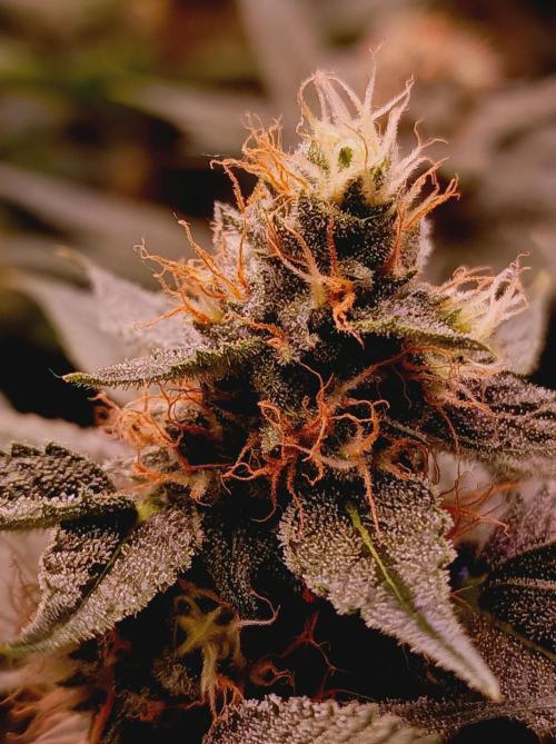 Super Boof 🍒🍪GC. Week 13