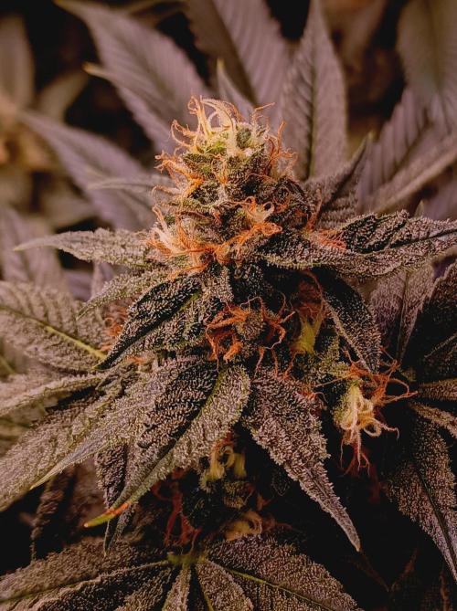 Super Boof 🍒🍪GC. Week 13