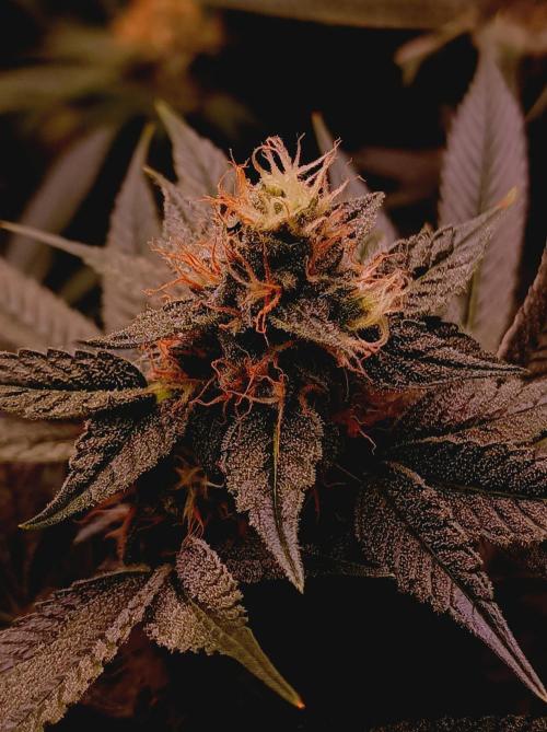 Super Boof 🍒🍪GC. Week 13
