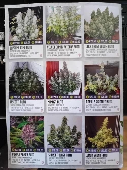 Jack Frost Widow Auto. Week 0